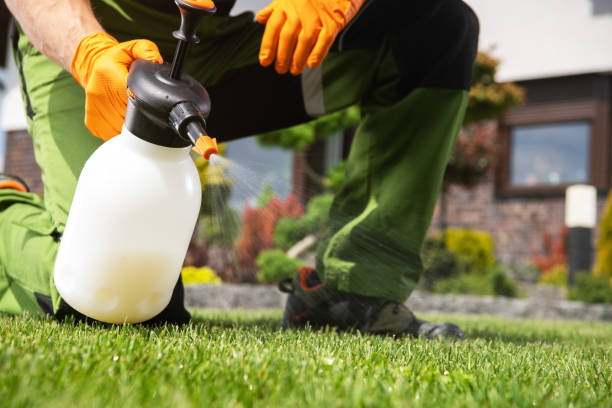 Best Termite Control Services  in Island Lake, IL