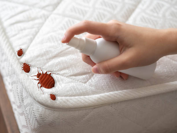 Best Mosquito Control Services  in Island Lake, IL